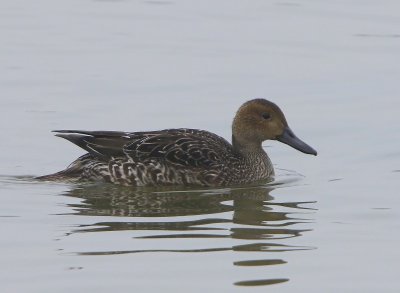 Pijlstaart - Northern Pintail