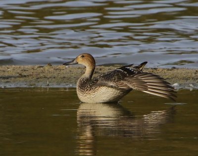 Pijlstaart - Northern Pintail