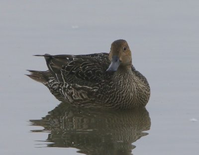 Pijlstaart - Northern Pintail