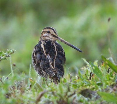 Watersnip - Common Snipe