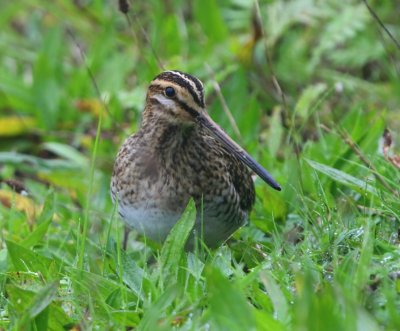 Watersnip - Common Snipe