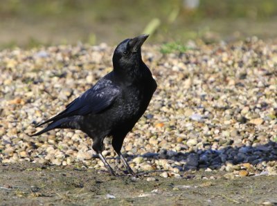 Zwarte Kraai - Carrion Crow