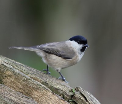 Glanskop - Marsh Tit