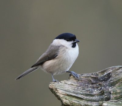 Glanskop - Marsh Tit