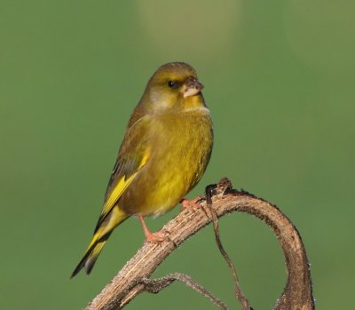 Groenling - European Greenfinch