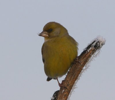 Groenling - European Greenfinch