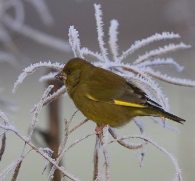 Groenling - European Greenfinch