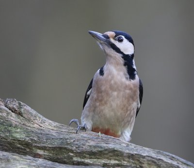 Grote Bonte Specht - Great Spotted Woodpecker