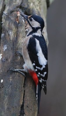 Grote Bonte Specht - Great Spotted Woodpecker