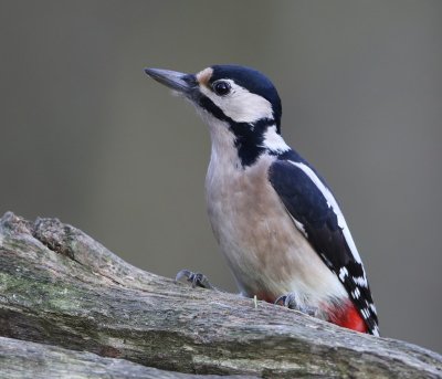 Grote Bonte Specht - Great Spotted Woodpecker