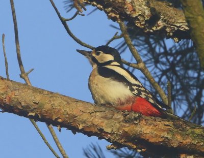 Grote Bonte Specht - Great Spotted Woodpecker