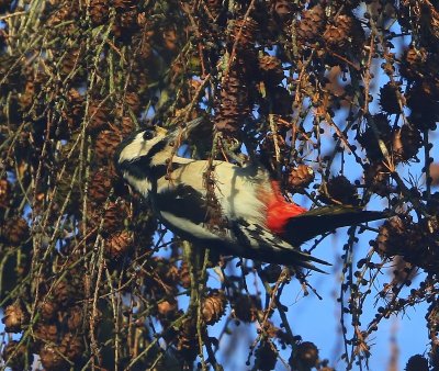 Grote Bonte Specht - Great Spotted Woodpecker