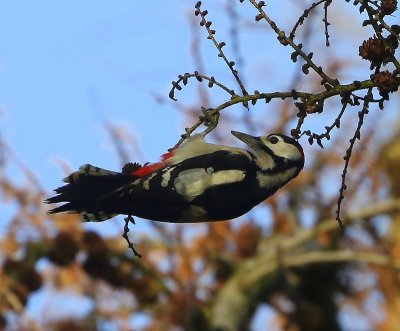 Grote Bonte Specht - Great Spotted Woodpecker