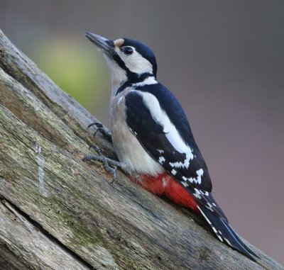 Grote Bonte Specht - Great Spotted Woodpecker