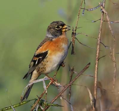 Keep - Brambling