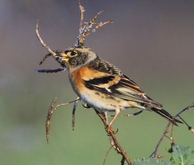 Keep - Brambling