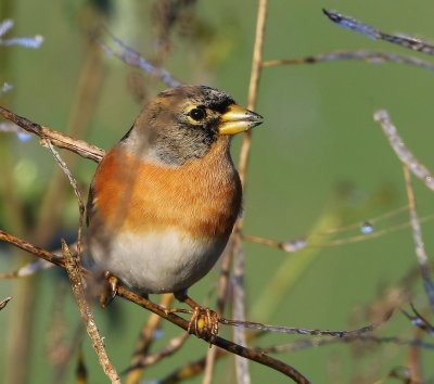 Keep - Brambling