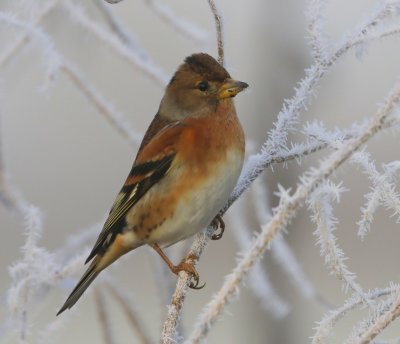 Keep - Brambling