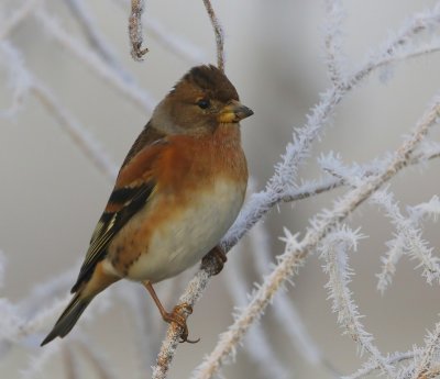 Keep - Brambling