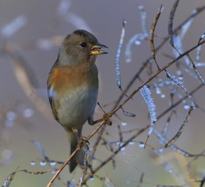 Keep - Brambling