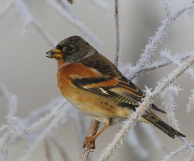 Keep - Brambling