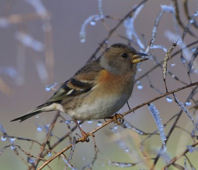 Keep - Brambling