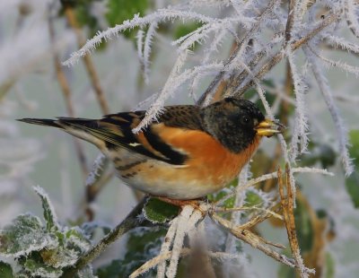 Keep - Brambling