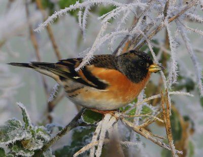 Keep - Brambling