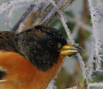 Keep - Brambling