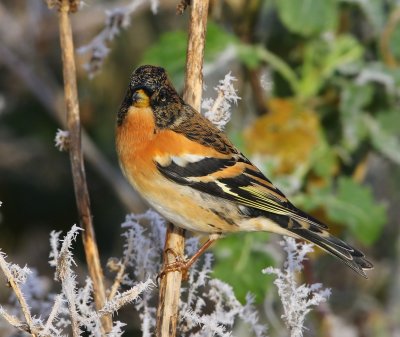 Keep - Brambling