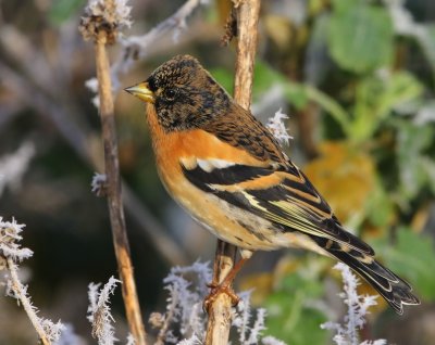 Keep - Brambling