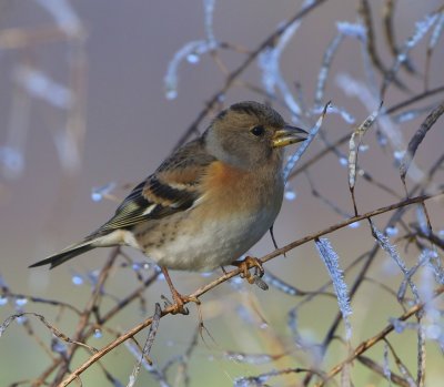 Keep - Brambling