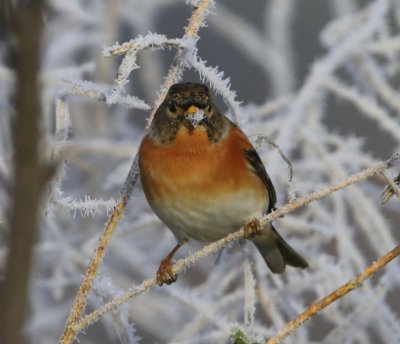 Keep - Brambling