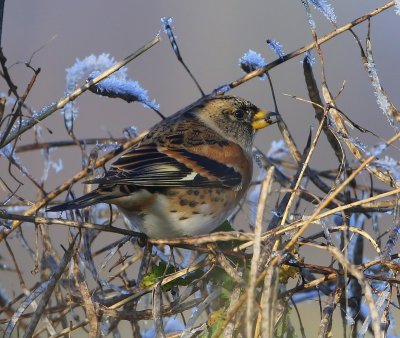 Keep - Brambling
