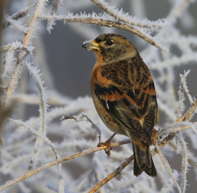 Keep - Brambling