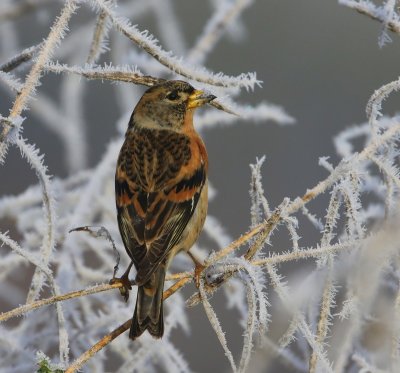 Keep - Brambling
