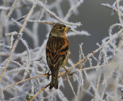 Keep - Brambling