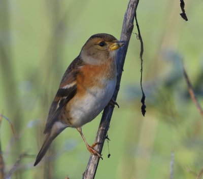 Keep - Brambling