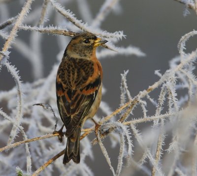 Keep - Brambling