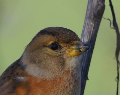 Keep - Brambling