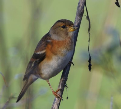 Keep - Brambling