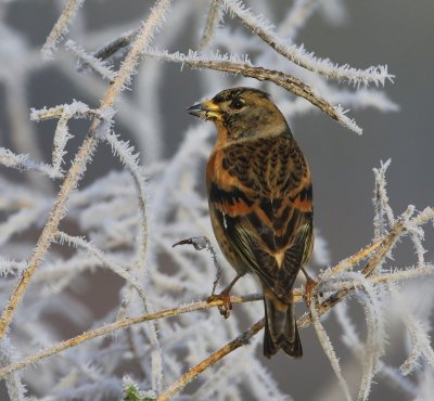 Keep - Brambling