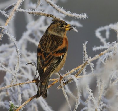 Keep - Brambling