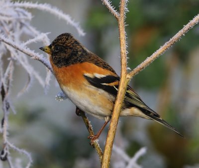 Keep - Brambling