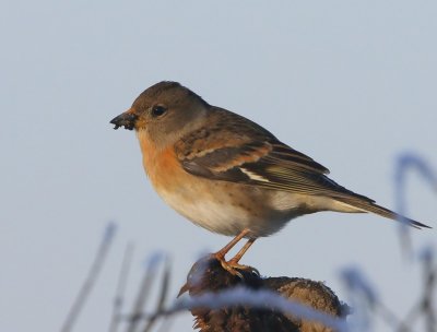 Keep - Brambling