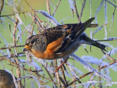 Keep - Brambling