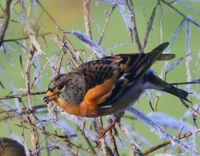 Keep - Brambling
