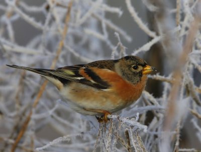 Keep - Brambling