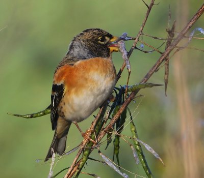 Keep - Brambling