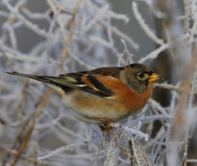 Keep - Brambling